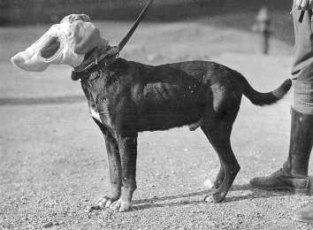 german-messenger-dog-with-gas-protection-mask-wwi.jpg