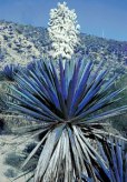 Blue Yucca plant nuclear waste markers